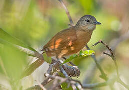 White-lored Spinetail