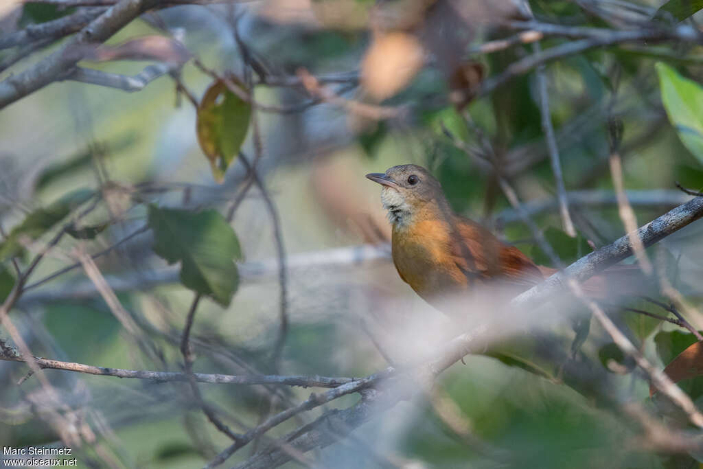 White-lored Spinetail, habitat, pigmentation