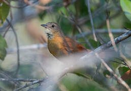 White-lored Spinetail