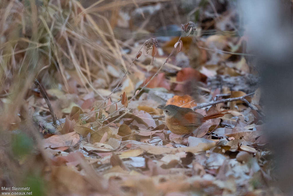 White-lored Spinetail, camouflage, pigmentation, Behaviour