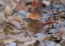 White-lored Spinetail