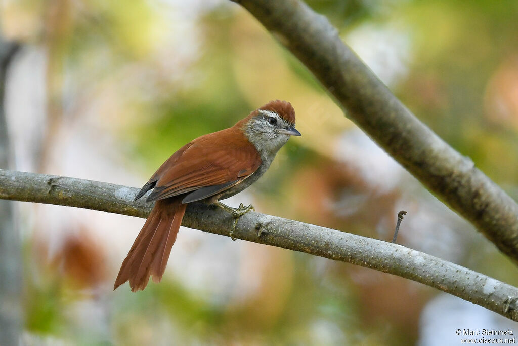 Rusty-backed Spinetail