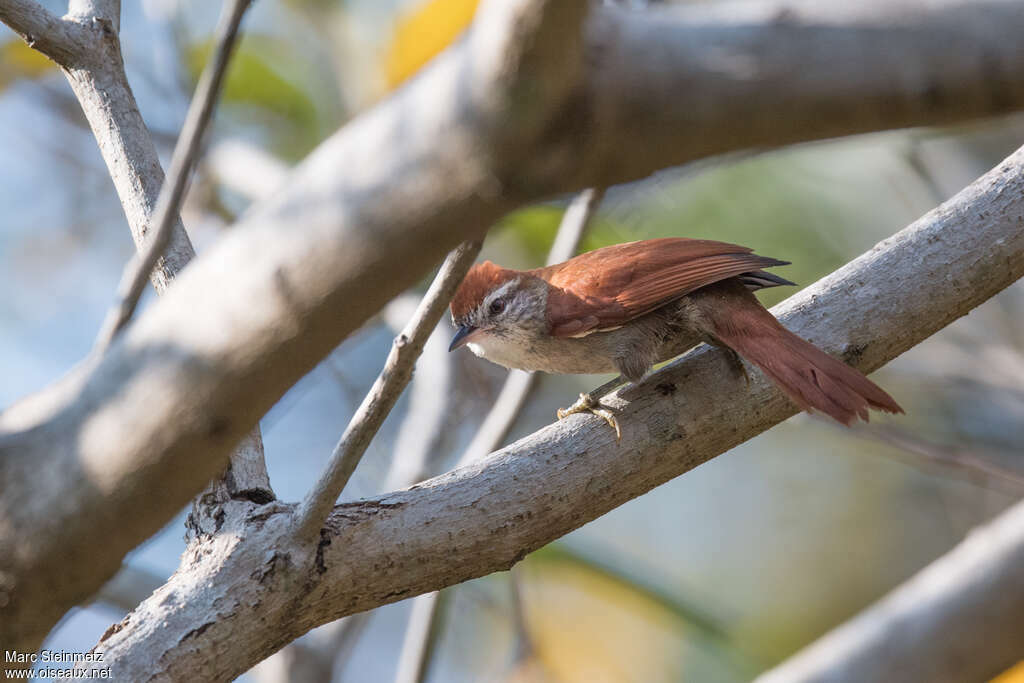 Rusty-backed Spinetail, habitat, pigmentation