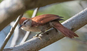 Rusty-backed Spinetail