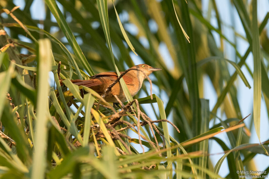 Greater Thornbird