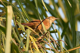 Greater Thornbird