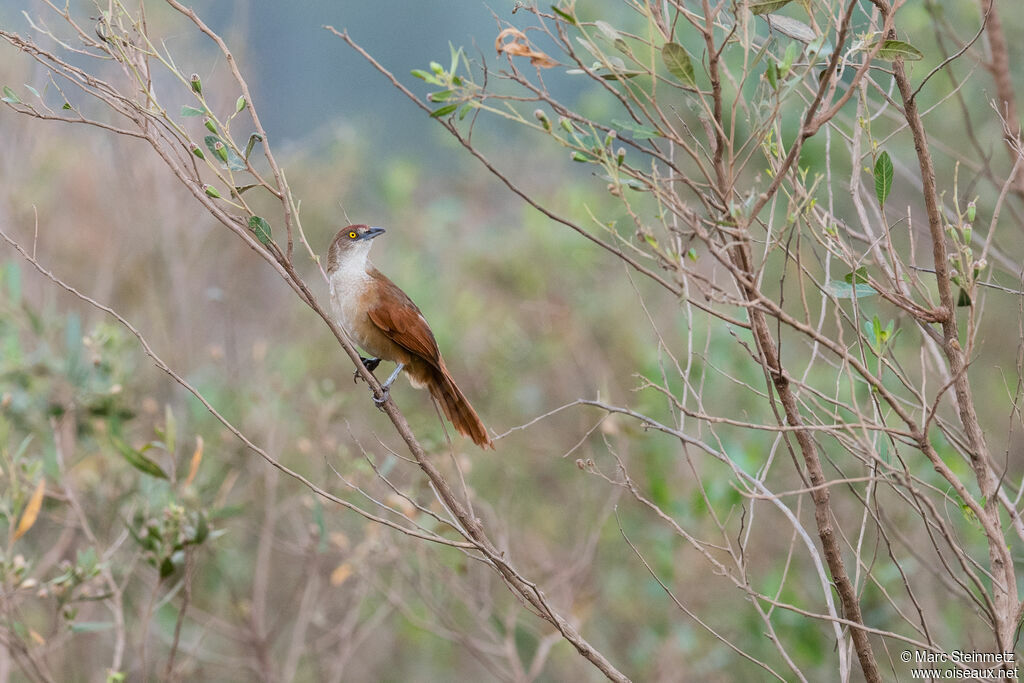 Greater Thornbird