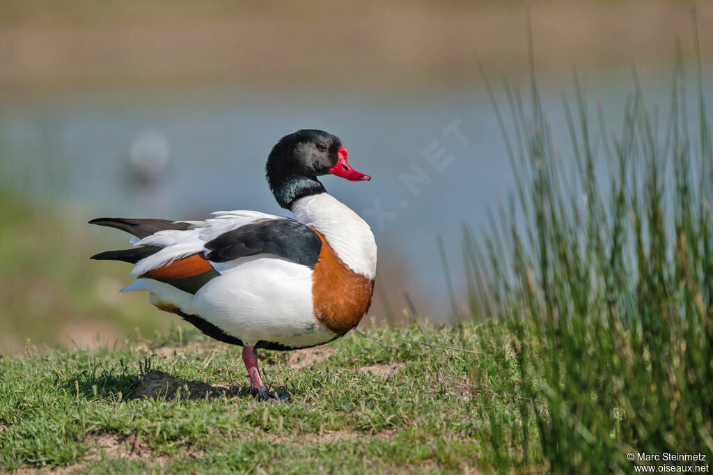 Common Shelduck