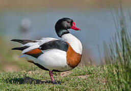 Common Shelduck