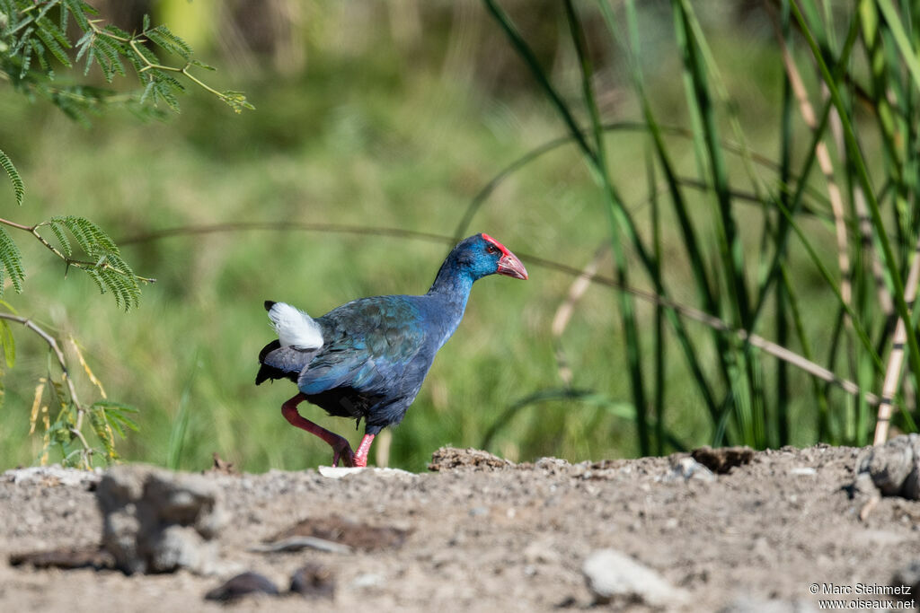 African Swamphen