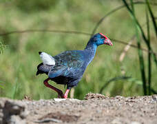 African Swamphen