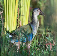 African Swamphen