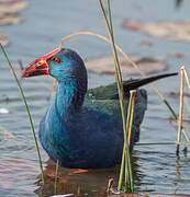 African Swamphen