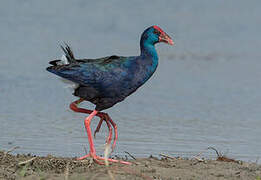 African Swamphen