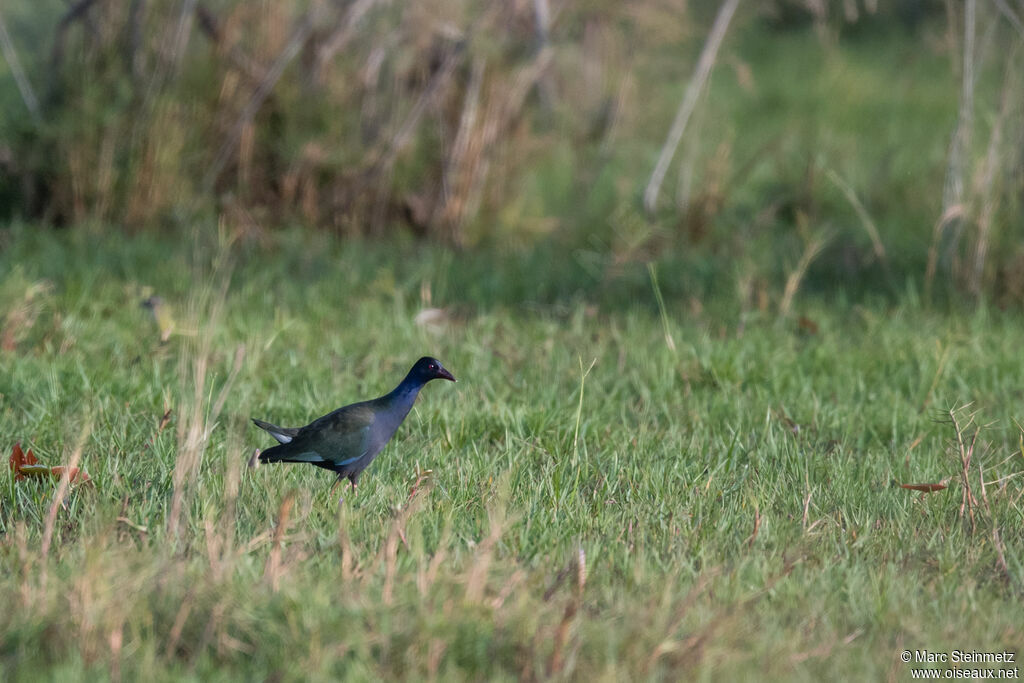 Allen's Gallinule