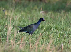 Allen's Gallinule