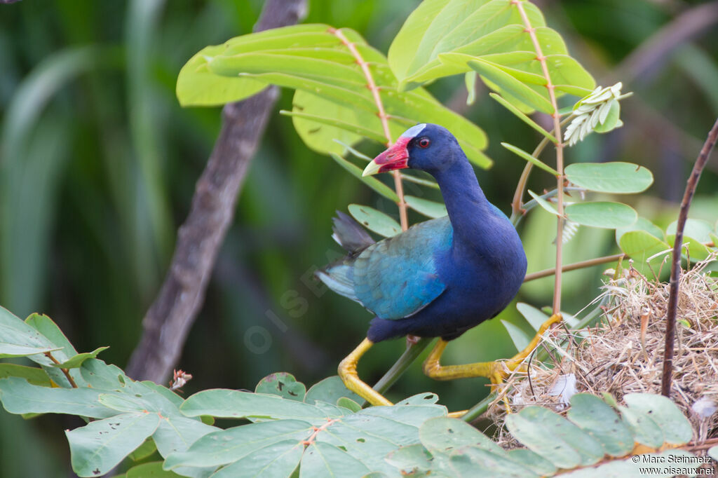 Purple Gallinule