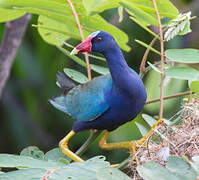 Purple Gallinule