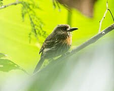 White-whiskered Puffbird