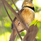 Tamatia macrodactyle