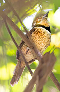 Tamatia macrodactyle