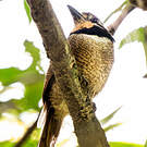 Tamatia macrodactyle