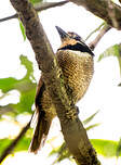Tamatia macrodactyle