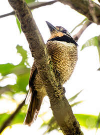 Tamatia macrodactyle