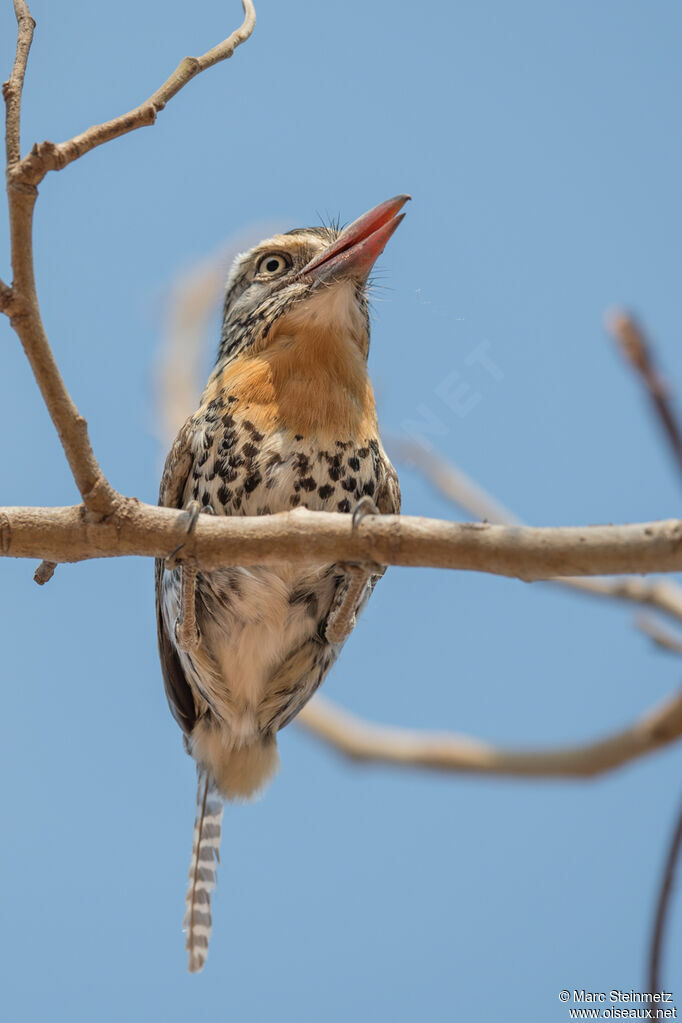 Caatinga Puffbird