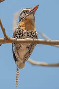 Caatinga Puffbird