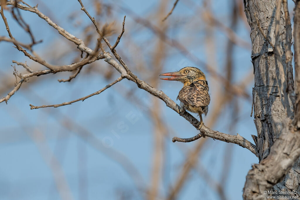 Caatinga Puffbird