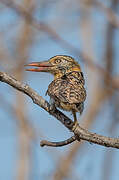 Caatinga Puffbird