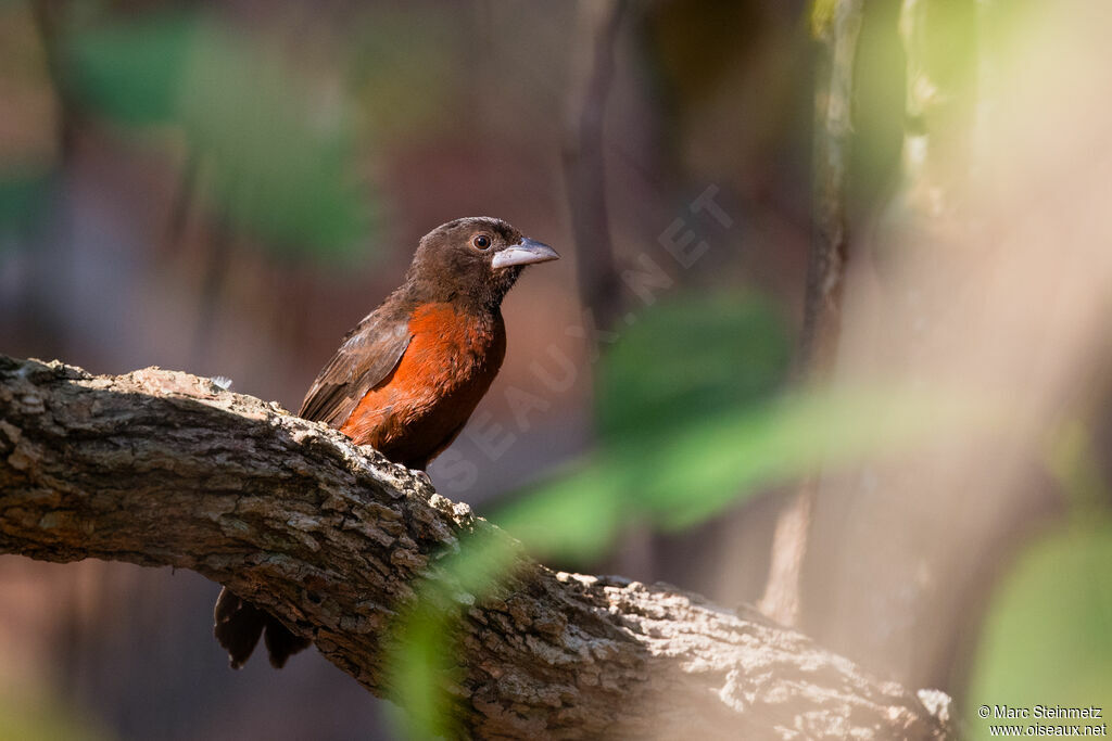 Silver-beaked Tanager female