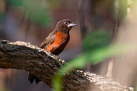 Silver-beaked Tanager