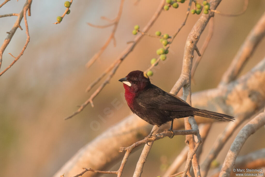 Silver-beaked Tanager