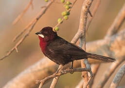 Silver-beaked Tanager