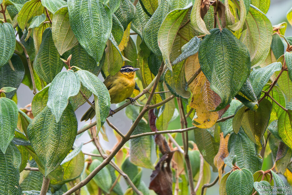Black-capped Hemispingus