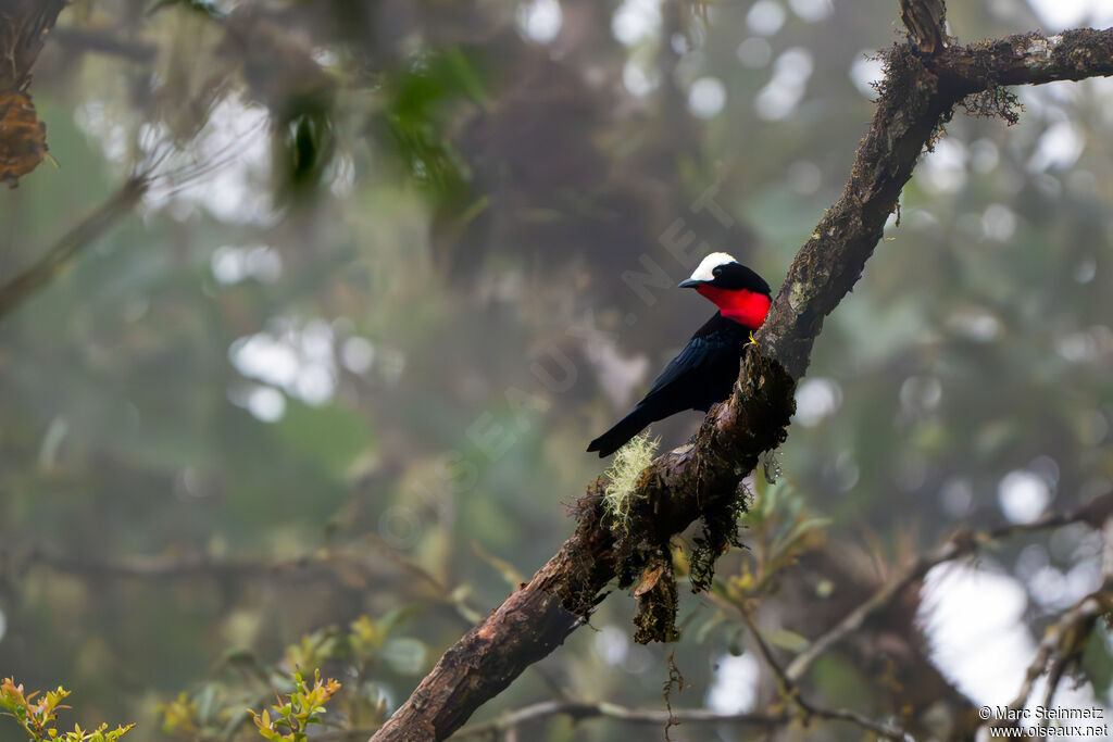 White-capped Tanager