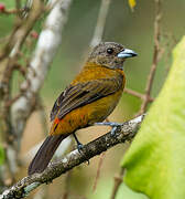 Scarlet-rumped Tanager