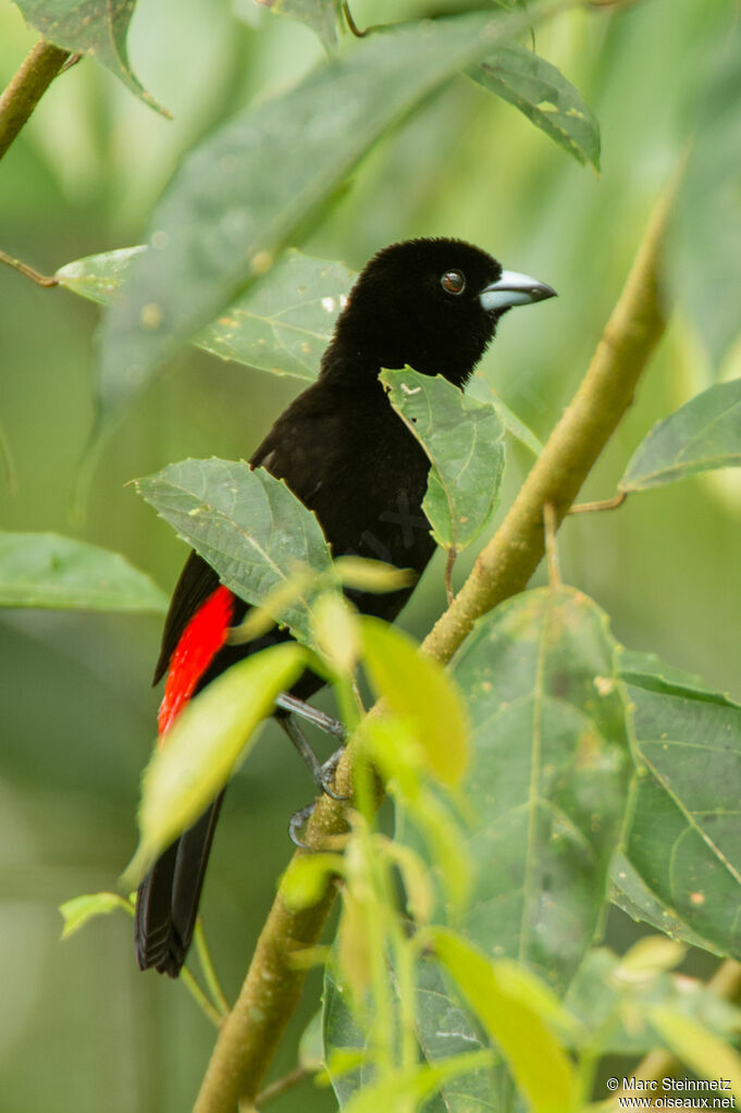 Scarlet-rumped Tanager male