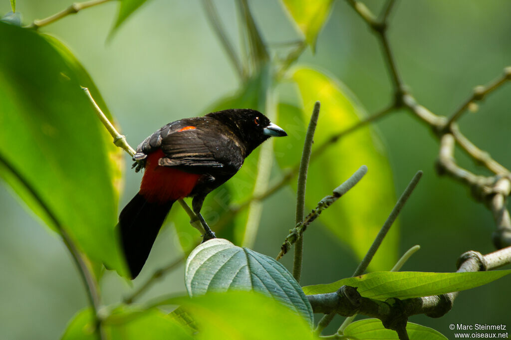 Scarlet-rumped Tanager