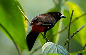 Scarlet-rumped Tanager