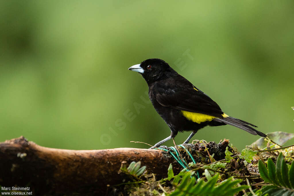 Lemon-rumped Tanager male adult, identification