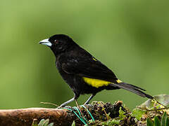 Lemon-rumped Tanager