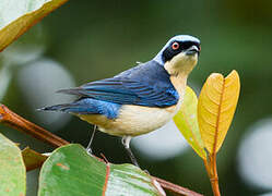 Fawn-breasted Tanager