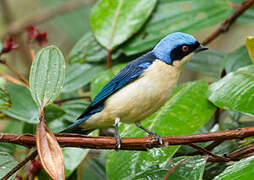 Fawn-breasted Tanager