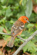 Flame-colored Tanager