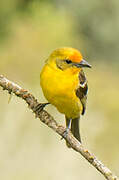 Flame-colored Tanager