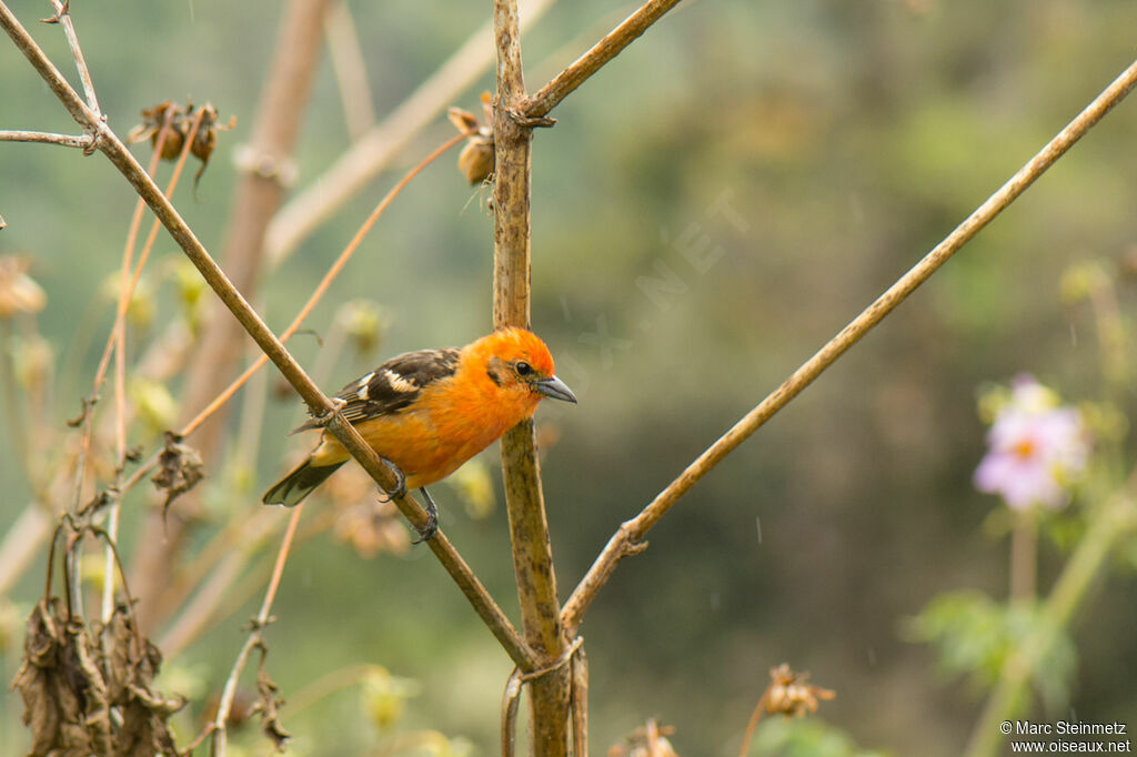 Flame-colored Tanager