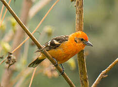 Flame-colored Tanager